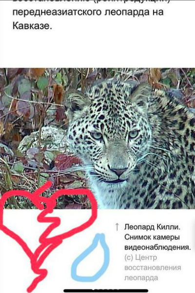 Прощальное фото леопарда Килли Прощальное фото леопарда Килли