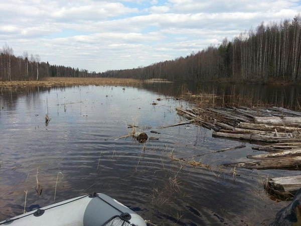 Спортсмен предпочитает добывать мысо и дичь в таких диких местах, как Поволжье Спортсмен предпочитает добывать мысо и дичь в таких диких местах, как Поволжье