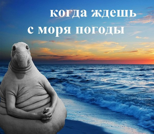 Ждун всегда дождется того, что ему нужно Ждун всегда дождется того, что ему нужно