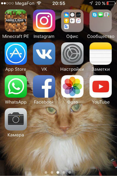 Девушка обожает своего питомца Девушка обожает своего питомца