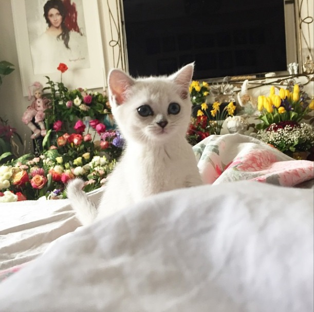 Котик Анастасии Макеевой