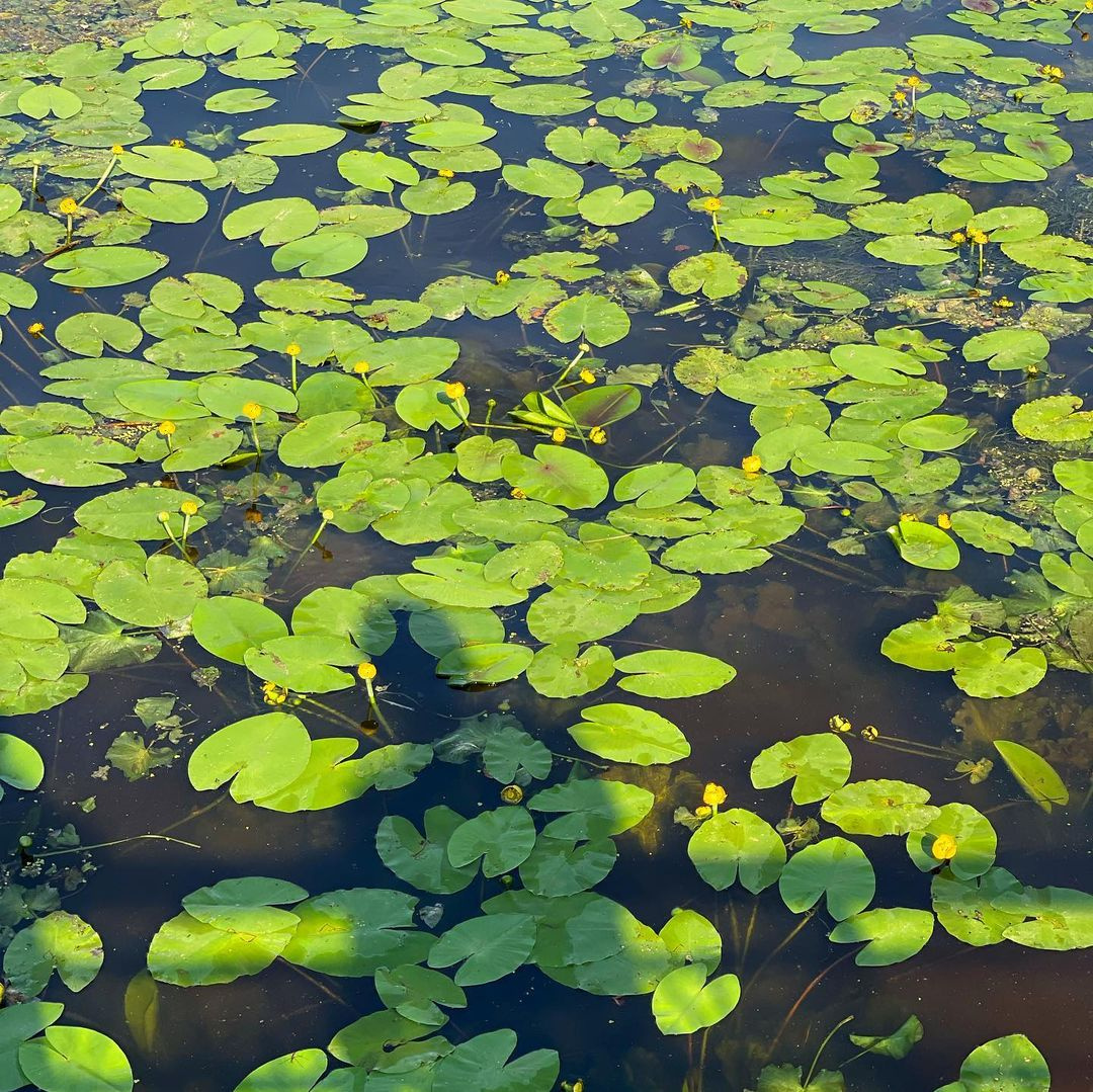 Кувшинки