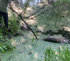 Ритуальные убийства? На болоте возле МКАДа найдены трупы 40 собак