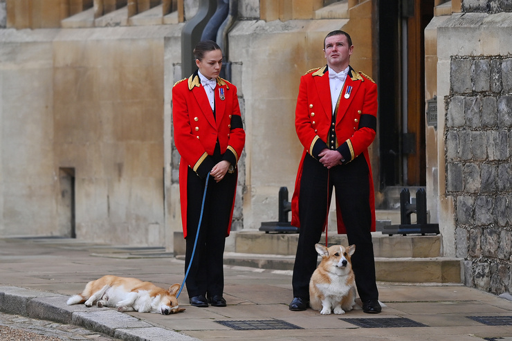 The queen's pets were spotted in the castle grounds