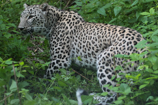 Леопардов держат в естественных условиях, с людьми контактировать не дают