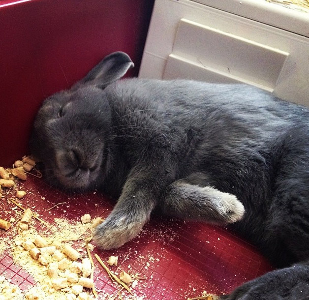 Любимые занятия нашего кролика - поесть и поспать