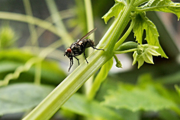 5 способов защититься от назойливых насекомых